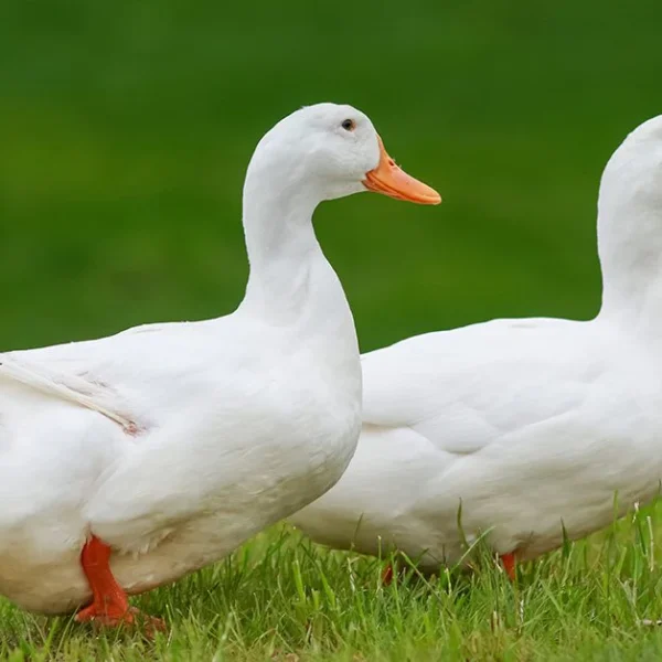 Duck 1.6kg