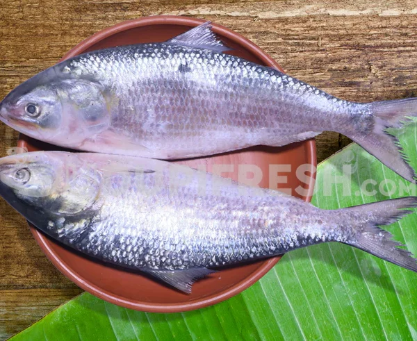 HILSHA FISH