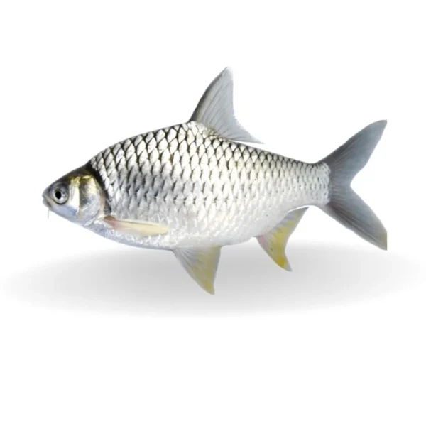 shor puti fish