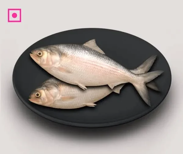 HILSHA FISH