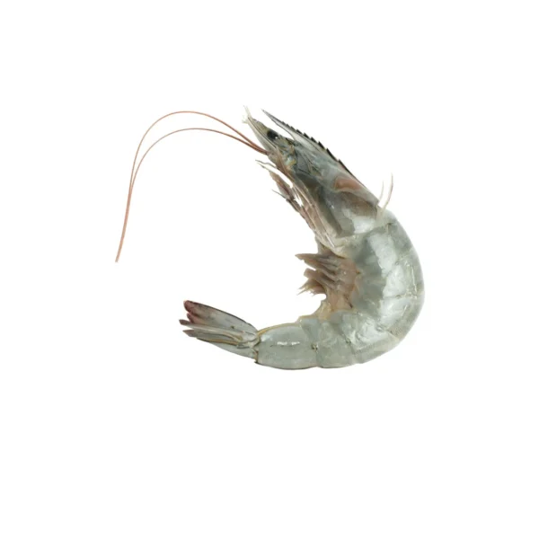 Shrimp